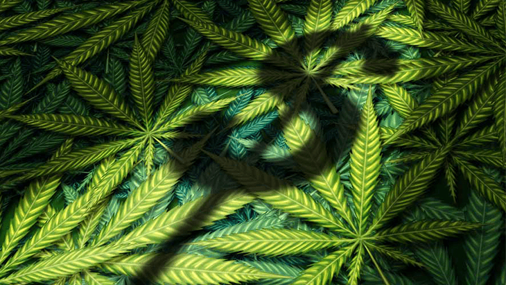 Rep. Perlmutter: Let’s Make Legal Cannabis Work Better