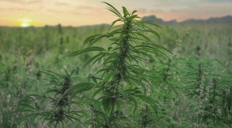 Analysis: ‘Government-Grade’ Marijuana More Closely Resembles Hemp, Has Little in Common with Commercially Available Cannabis￼￼