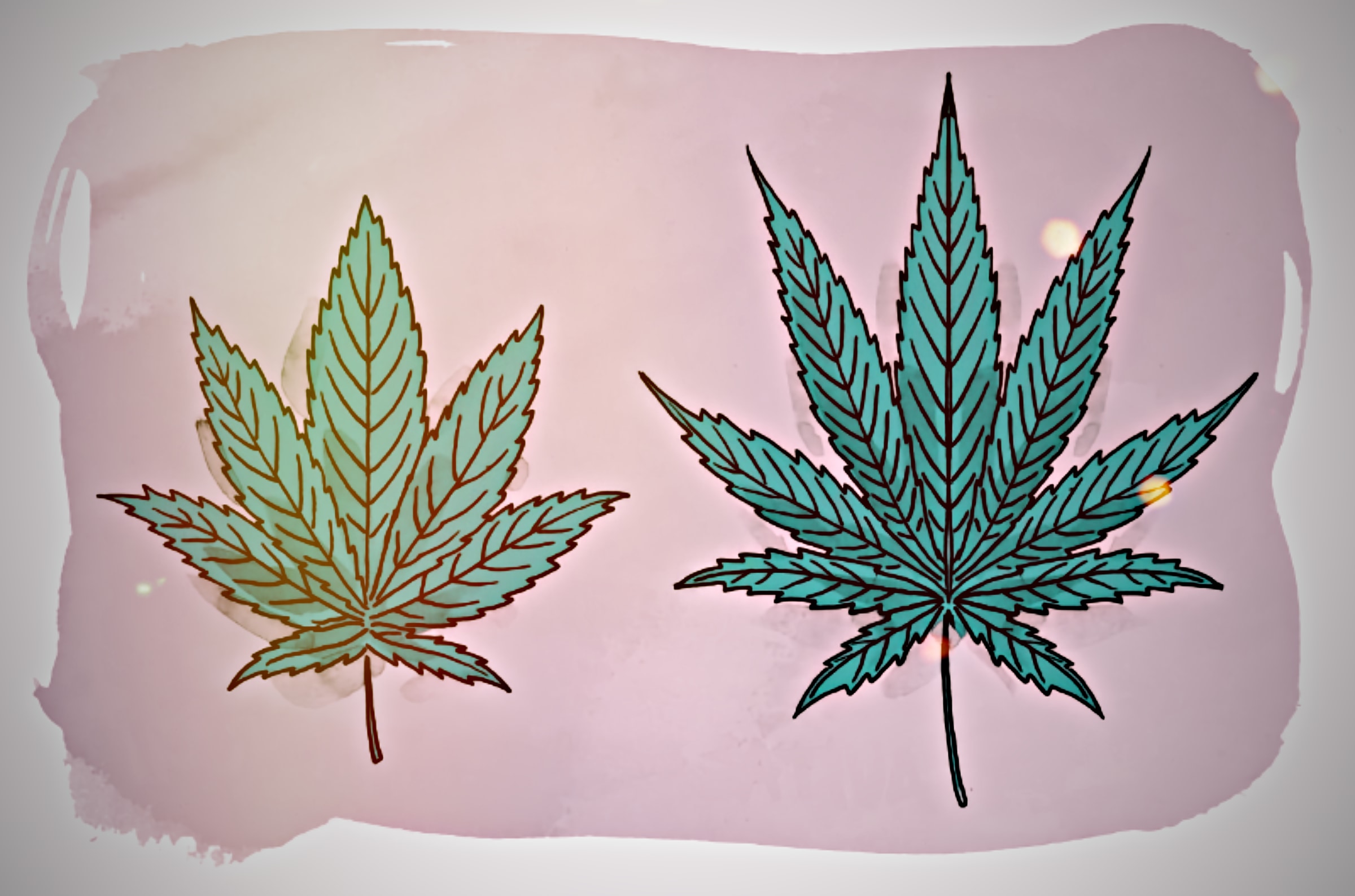 Indica vs. Sativa: Is there really a difference?