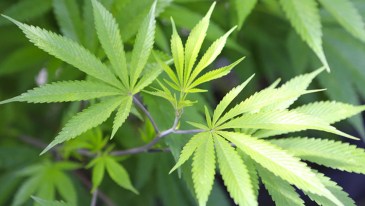 Marijuana Reform Advocates in Arkansas, Nebraska Turn in Signatures for November Ballot Campaigns