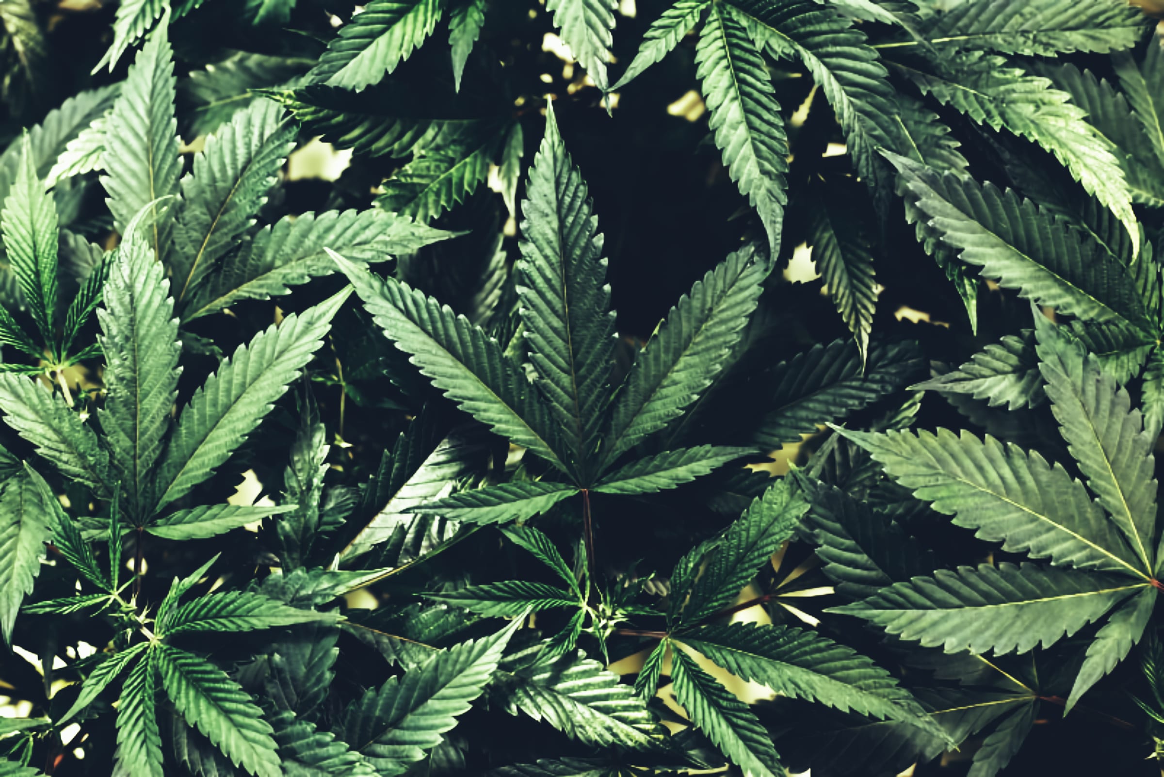 Updates on Marijuana Legalization in a few States