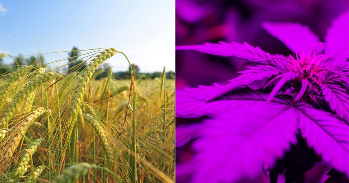 Cannabis Becomes America's Fifth Most Profitable Crop Behind Wheat