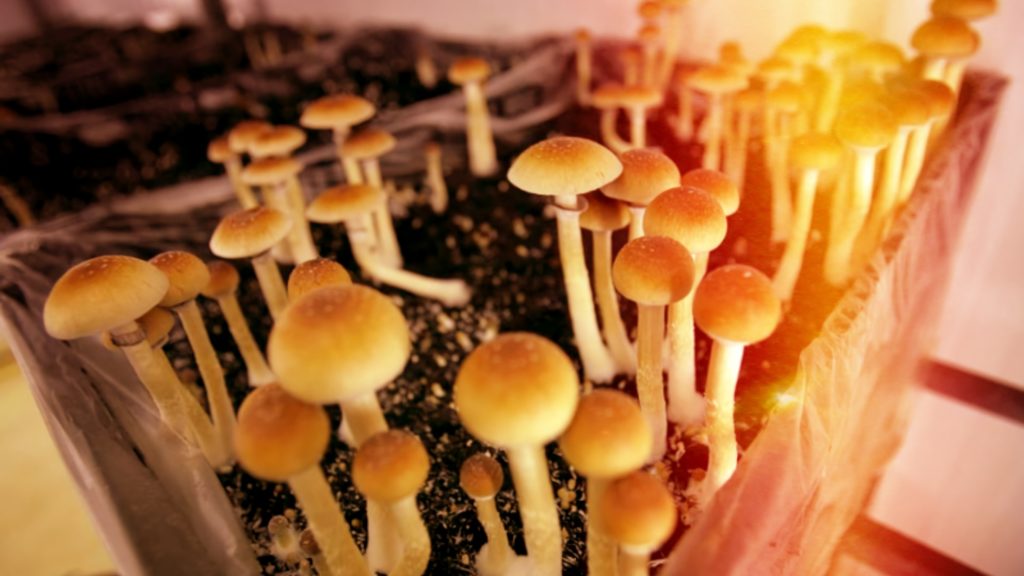 Oregon Finally Unveils Rules for the Country’s First Mushroom Therapy Program