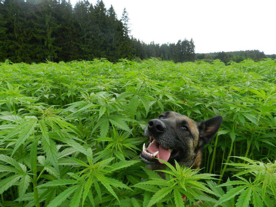 Is It Ok To Get Your Dog High? Vets Around The Country Say No