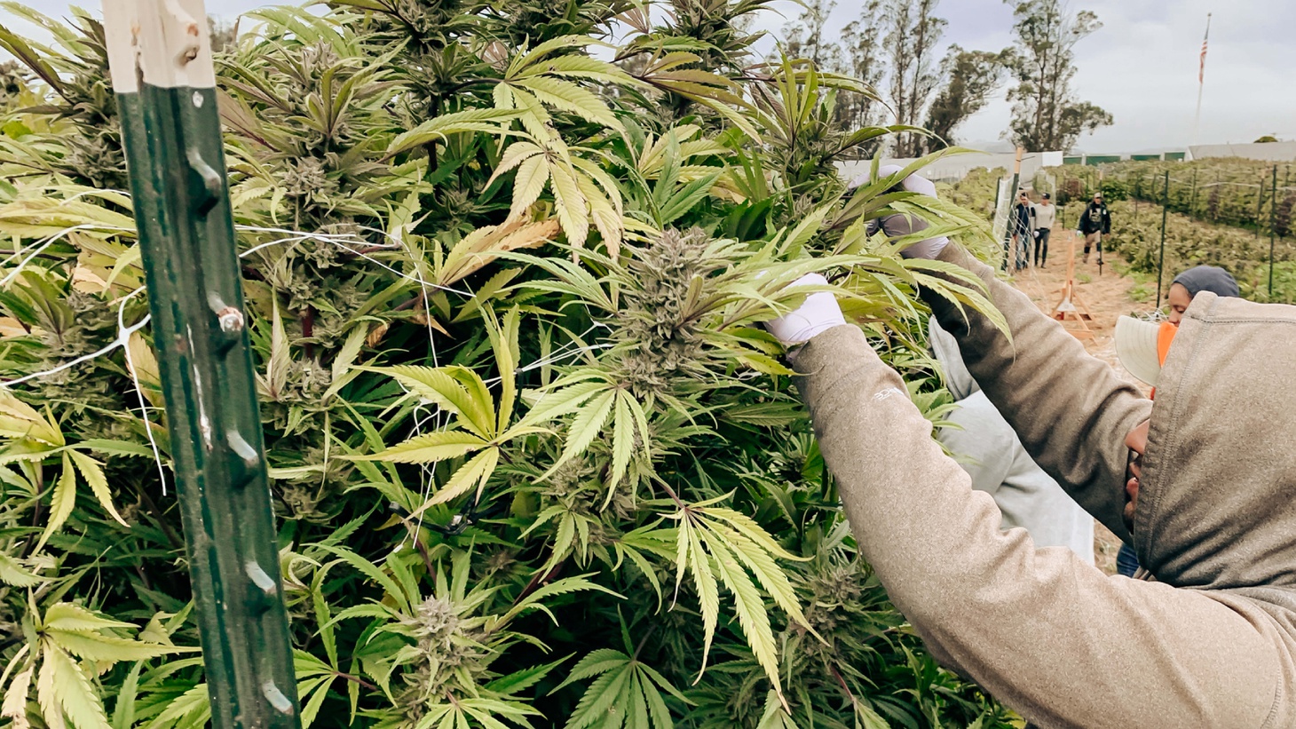 Cannabis Has Become America's 6th Biggest Cash Crop