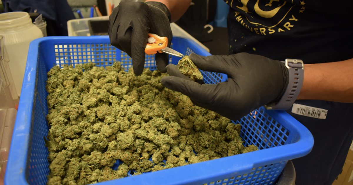 Marijuana Prices Continue To Fall, Leading to Problems In The Legal Industry
