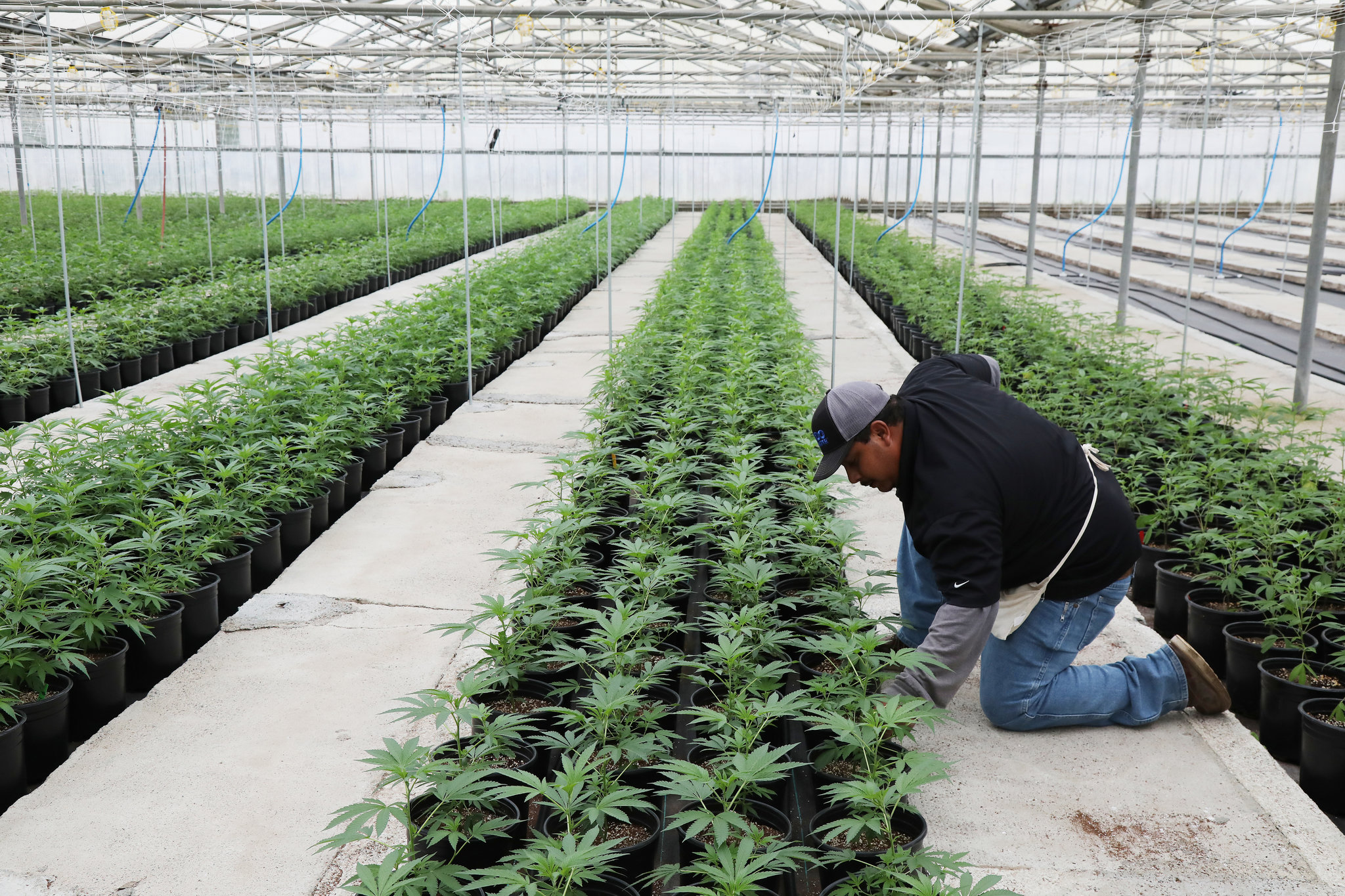 Cannabis Farms In California Are Rapidly Declining Due To Low Demand
