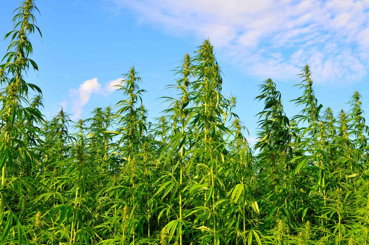 New UK Research Study Tests If Hemp Can Help Countries Reach Carbon Neutrality