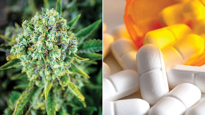 A New Study Shows The Link Between Legalization Of Medical Marijuana And Reduced Opioid Use