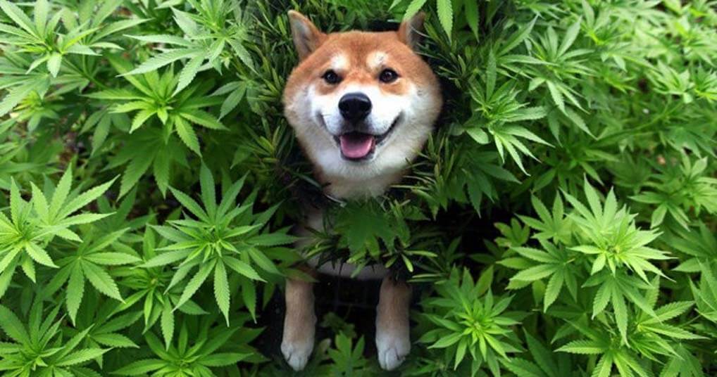 Cannabis Could Be an Alternative To Help Common Dog Skin Diseases