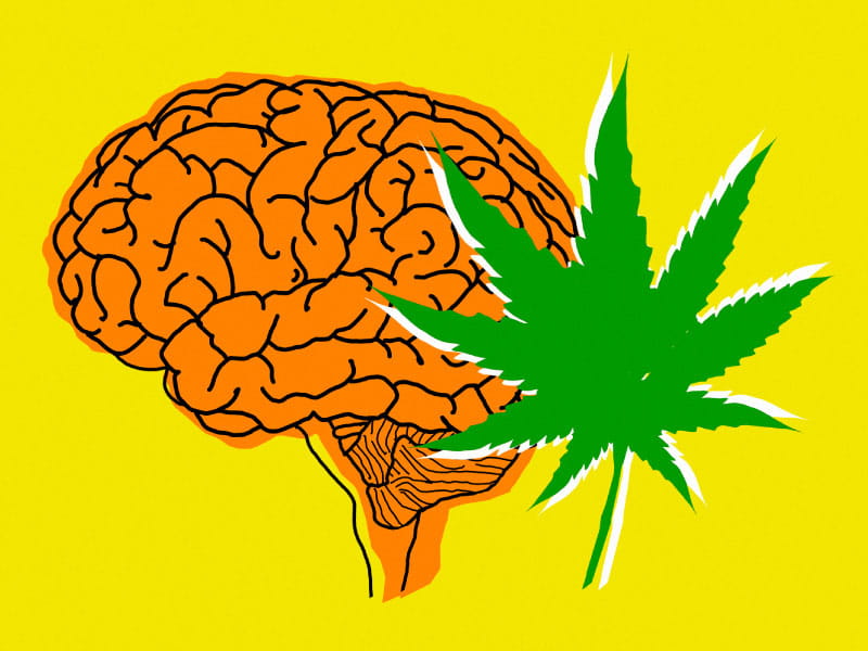 Cannabis Effects Brain Function and Memory Far Less Than We Have Been Led to Believe