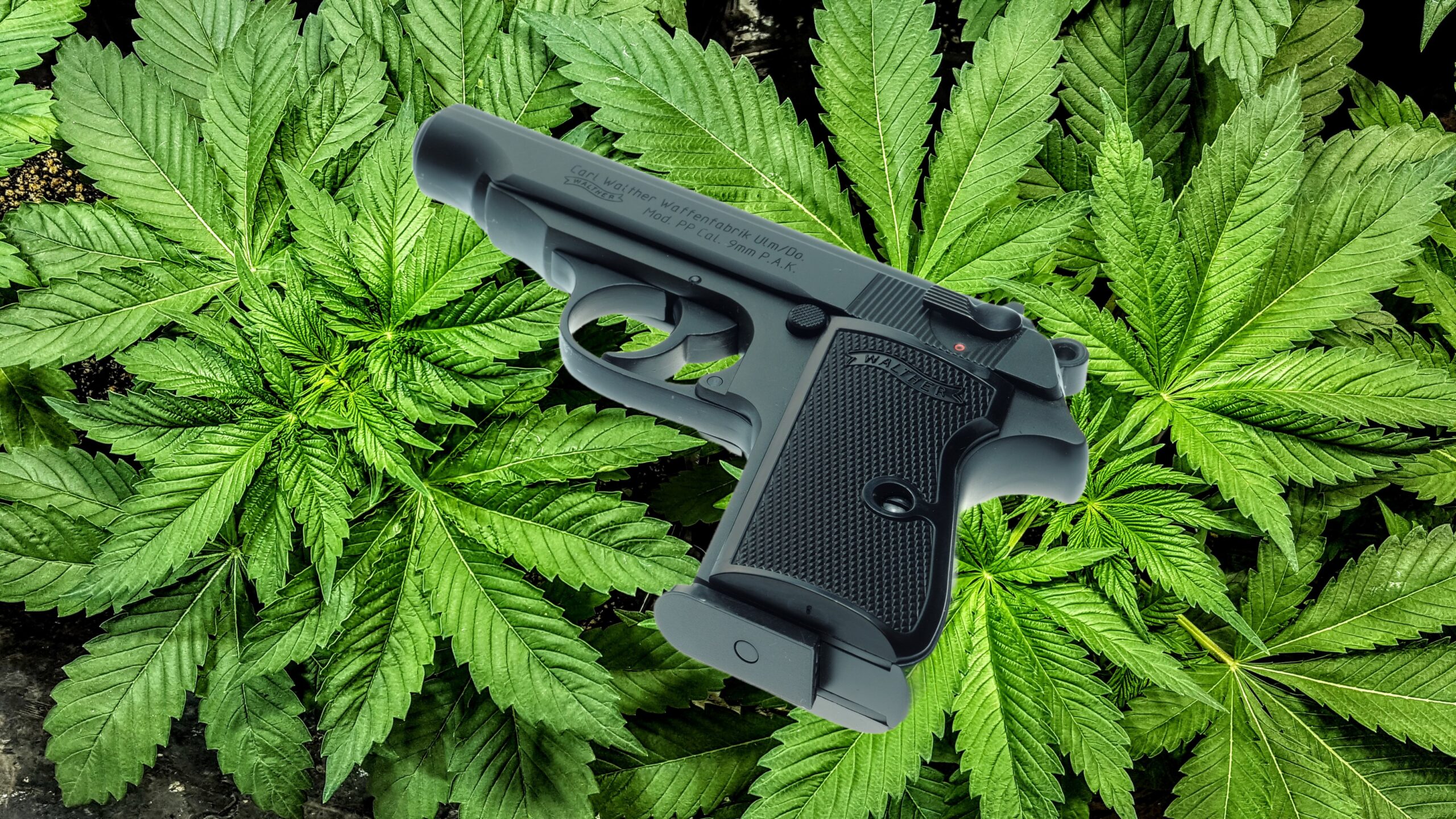 Firearms & Marijuana, New Federal Court Rulings Could Change How They’re Restricted