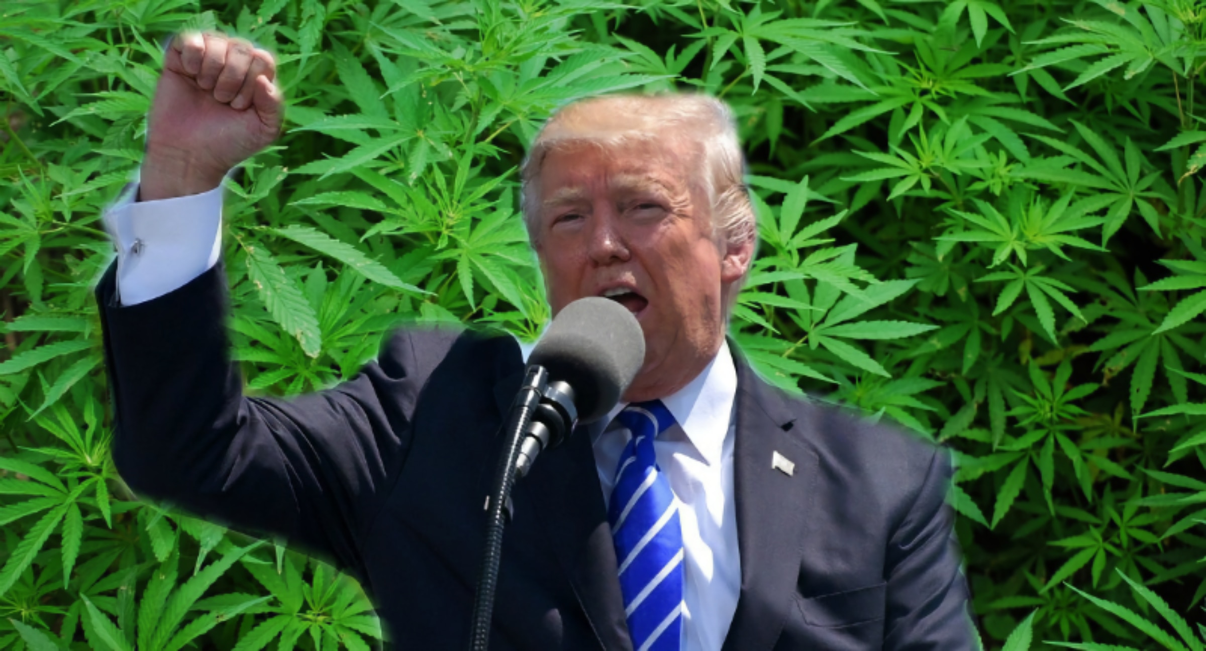 What’s the deal with Trump’s endocannabinoid video?