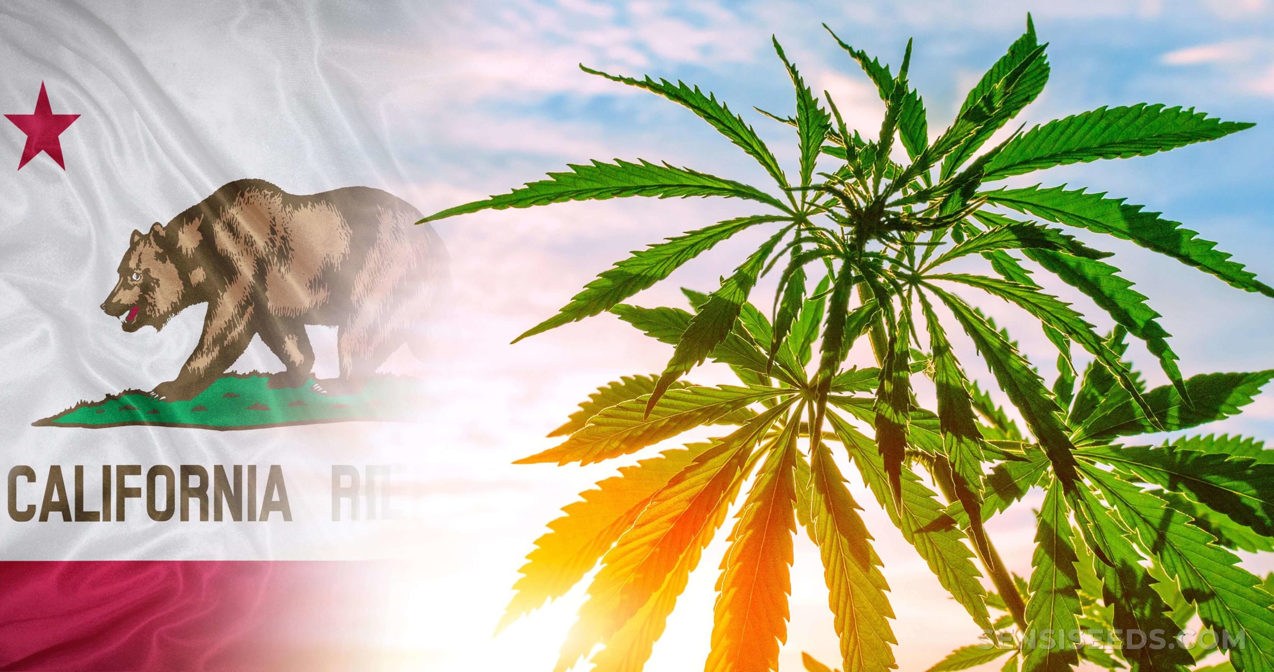 $30 Million In Cannabis Revenue To Go Towards THC Beverage Research in California