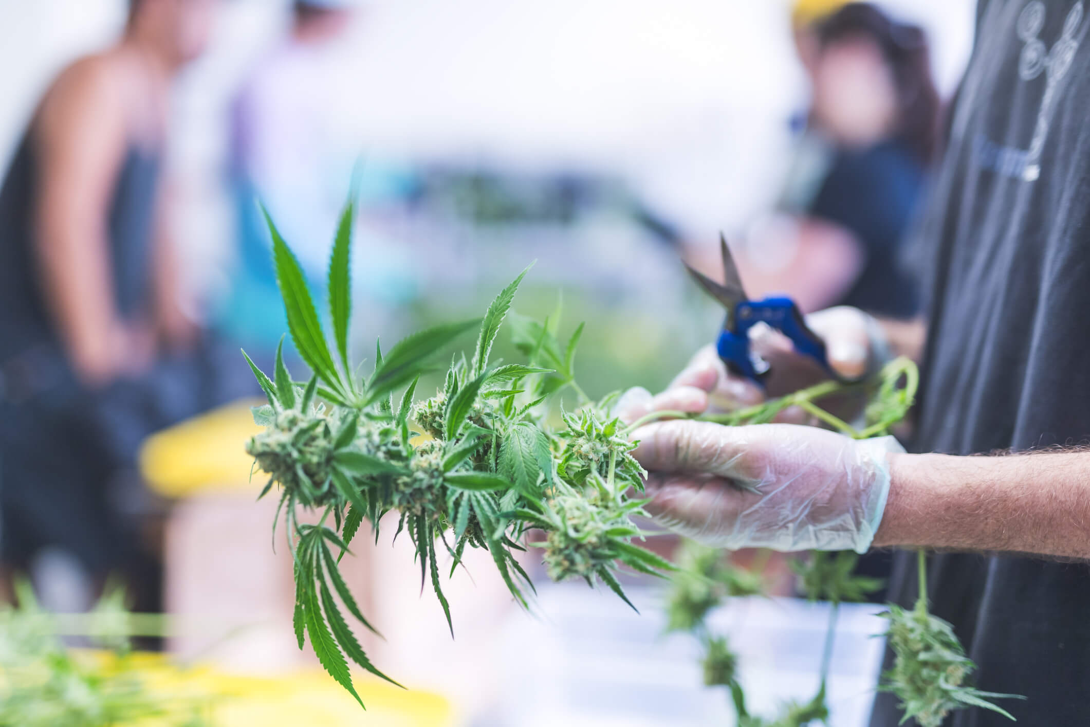 DEA States Marijuana Rescheduling Appeal Process ‘Still Pending’