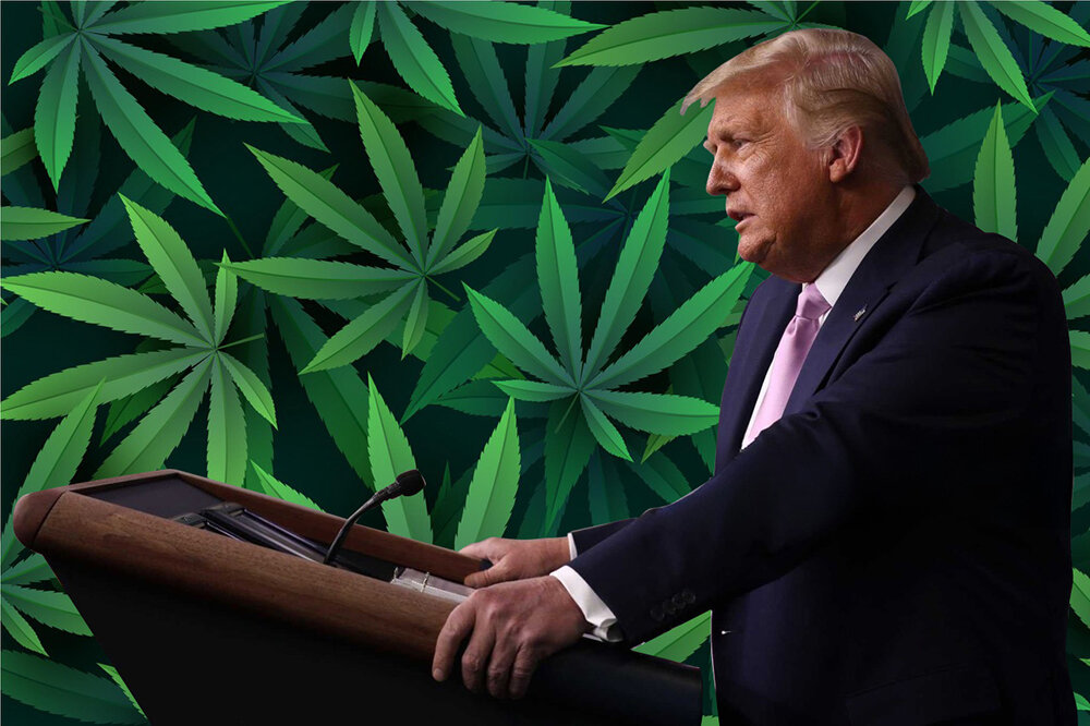 Multiple Prominent Republicans Go Against Trump In Attempt To Roll Back on Legal Cannabis