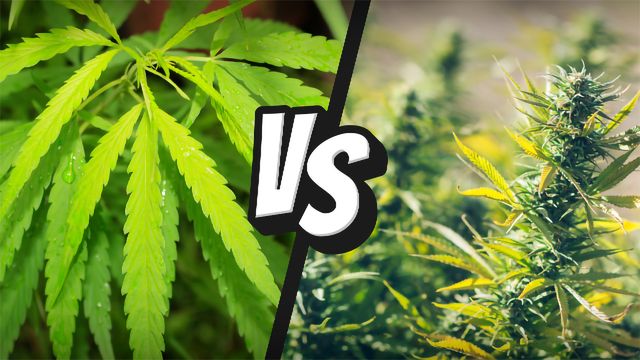 Since Hemp and Marijuana are So Similar, Why Are There A Million Different Laws Dividing the Two?