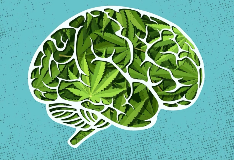 Older Adults have better cognitive function if they consume cannabis