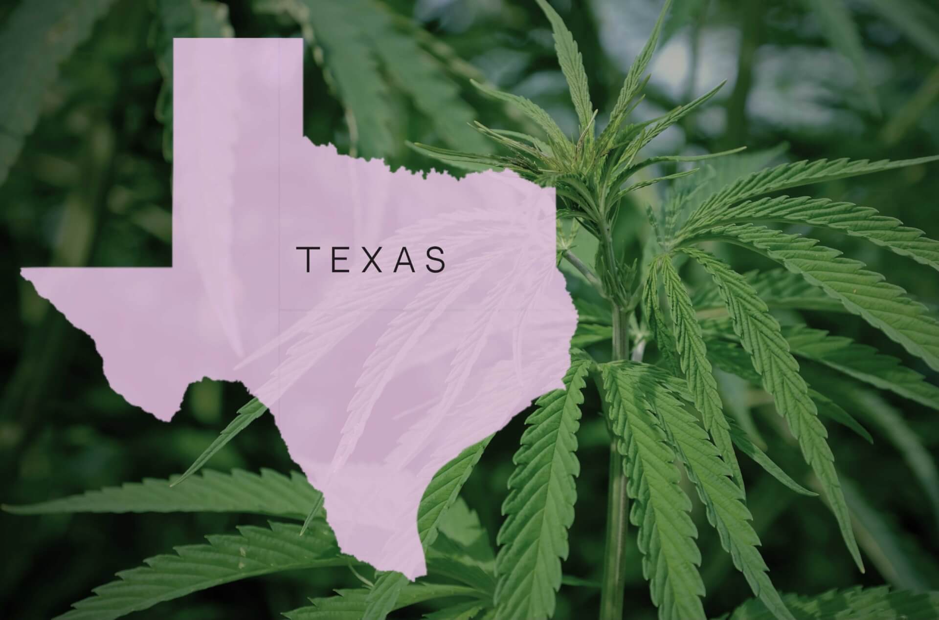 Texas Senate Approves Cannabis & Psychedelic Research