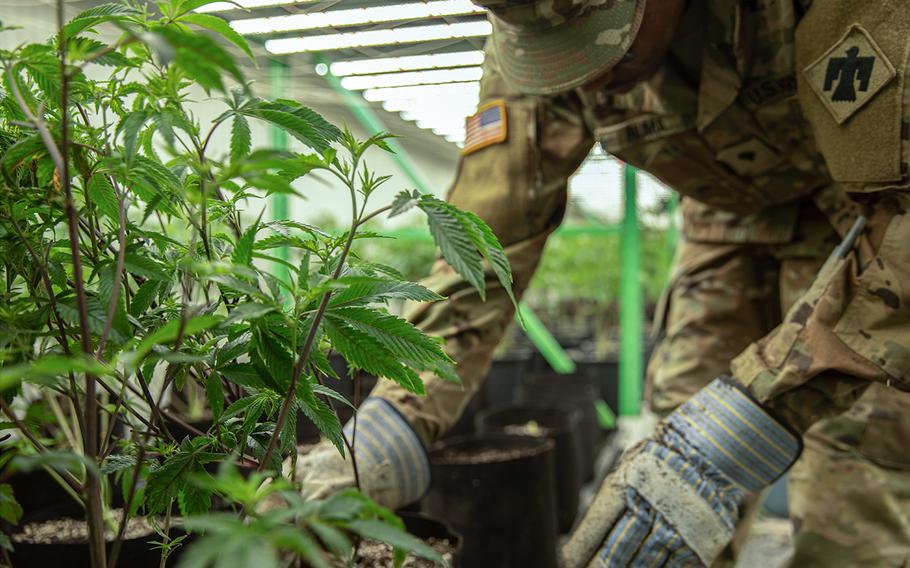 Cannabis Business Ties Makes Army Major Lose Promotion