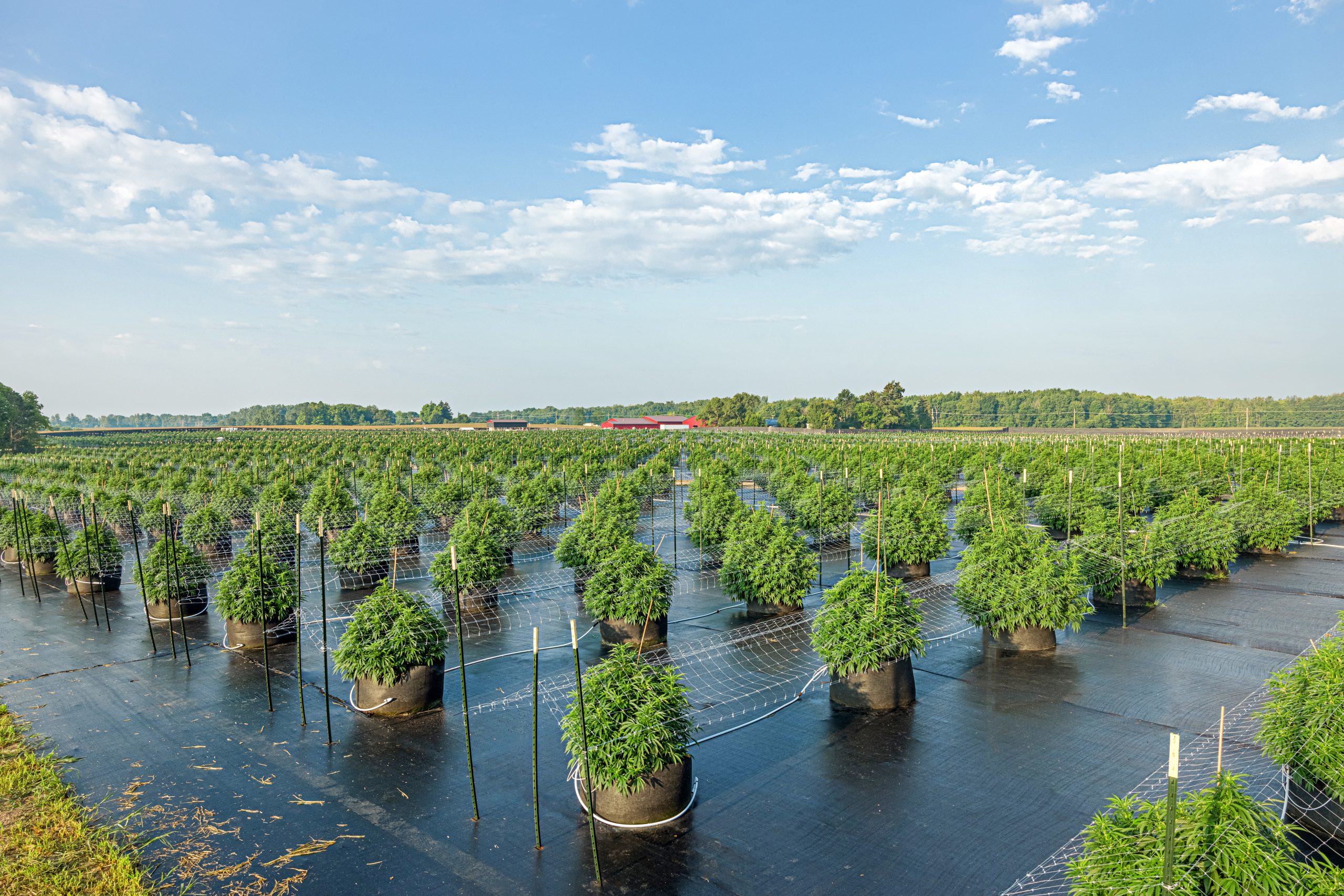 Michigan Cannabis Sales Spike After January Low, Prices Continue to Rise