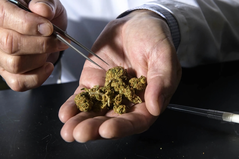 Trump Pleads for Cannabis Rescheduling