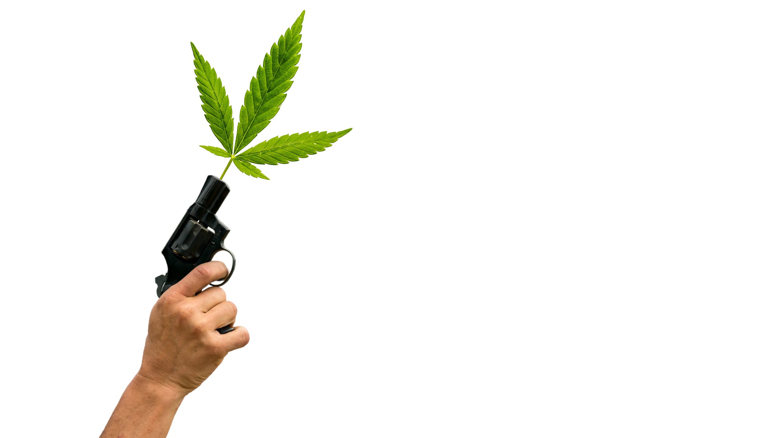 Trump Admin Looking To Halt Prosecutions Of Marijuana Users For Owning Firearms