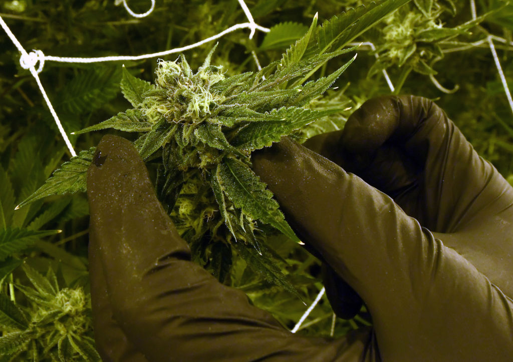 Cannabis Use in Congress: A Growing Reality Behind Closed Doors