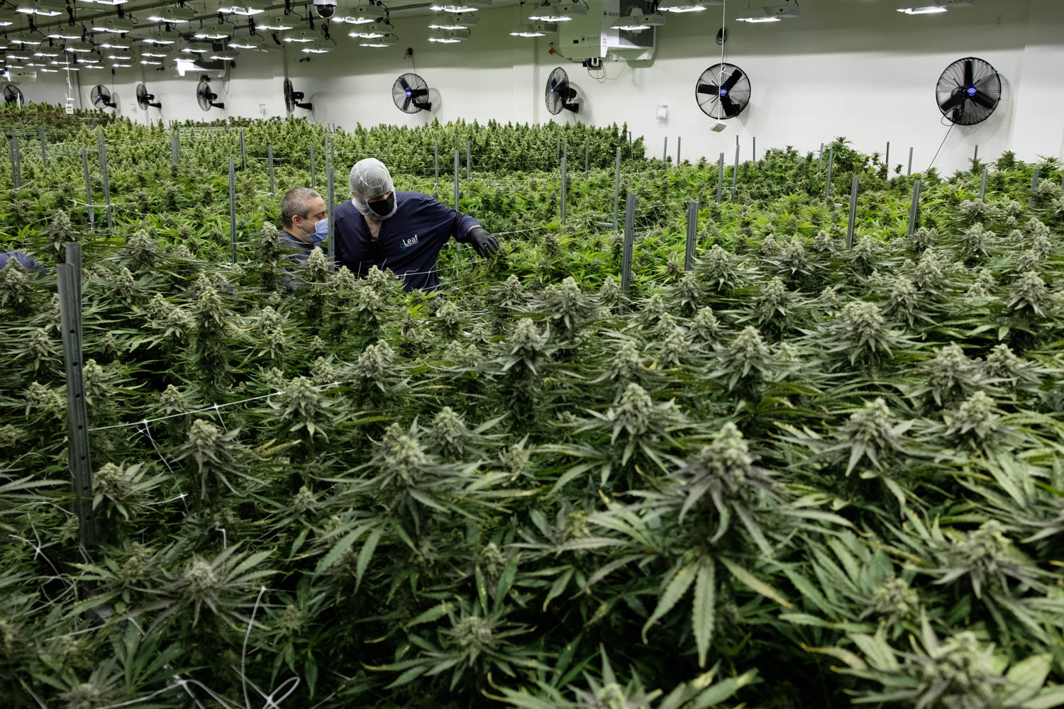 Virginia’s Legal Weed Era Nears: What the DMV Region Should Expect by 2026