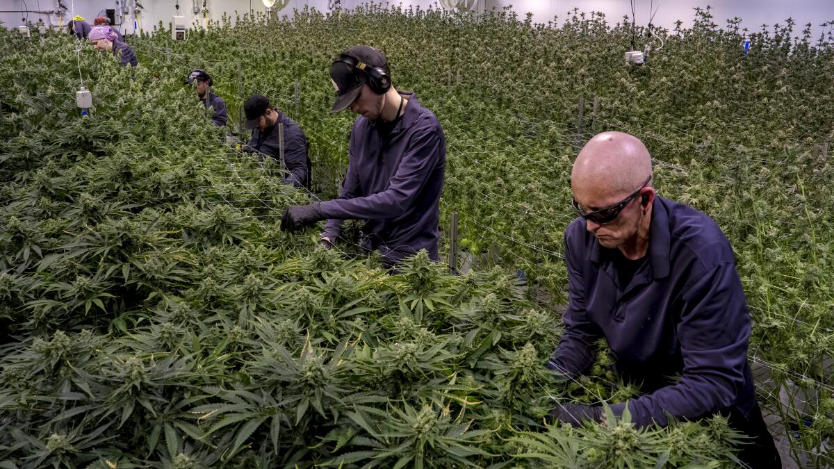 Michigan Lawmaker Pushes to Repeal Controversial Cannabis Excise Tax Amid Store Closures