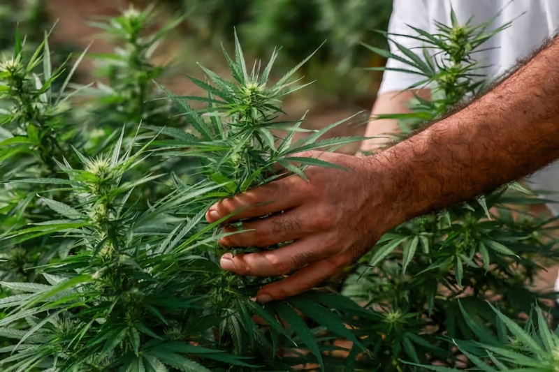 Texas banned hemp with THC and people are not happy