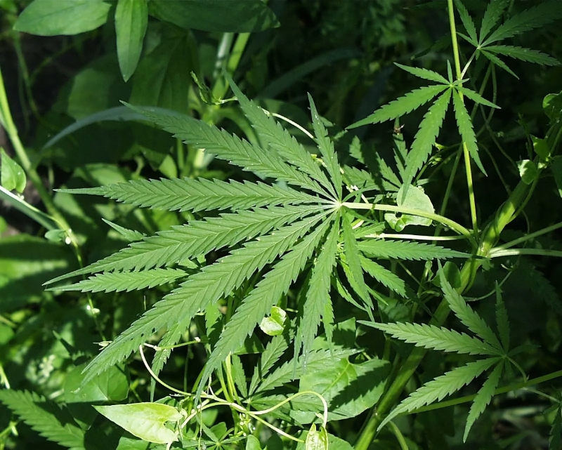 Trump delays Hemp THC Ban