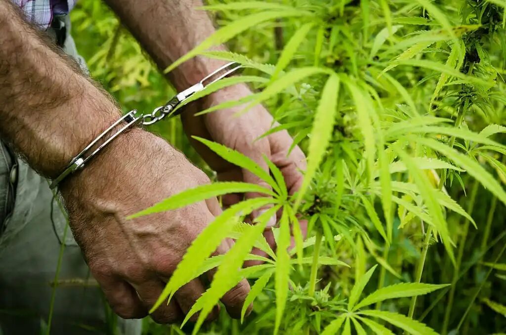 GOP Senators Probe China’s Influence in U.S. Cannabis and Hemp Markets