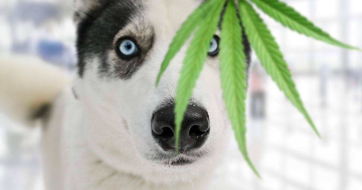 Maryland’s New Law Shields Veterinarians Recommending Medical Cannabis for Pets