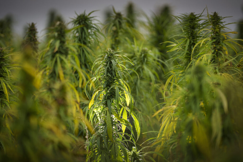 North Carolinians support legalized marijuana